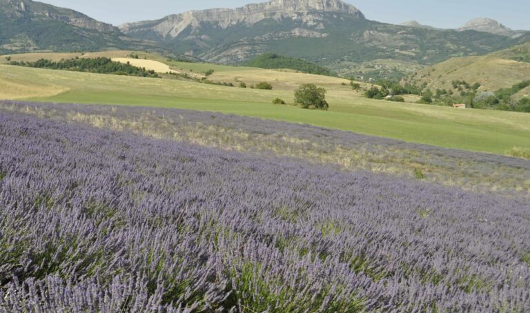 photo de lavande à Digne-les-Bains